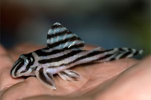 Aqua Culture, Aquarium & Accessories