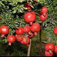 fresh pomegranate