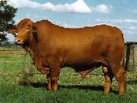 Livestock Bll Cow