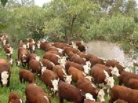 Livestock Cattle