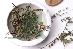 ADIANTUM VENERIS (capillary herb)