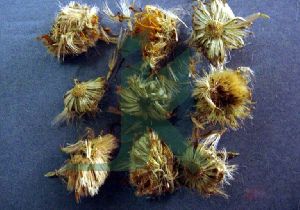 ARNICA MONTANA (Arnica Flower)