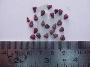 BIXA ORELLANA (annatto seeds)