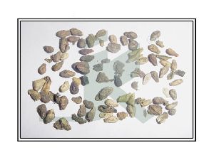 BRYONIA LACINIOSA (bryony seeds whip)
