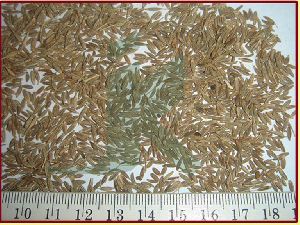 CARUM CARVI (caraway seeds)