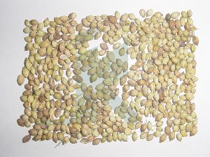 coriander seeds