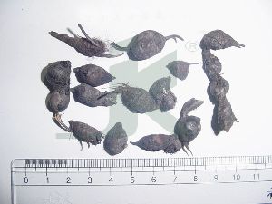 CYPERUS ROTUNDUS (nut grass root)