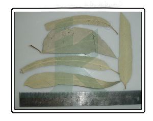 EUCALYPTUS GLOBULUS (eucalyptus leaves)