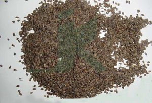 HYGROPHILA SPINOSA (hygrophila seeds)
