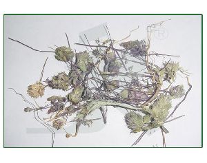 HYSSOPUS OFFICINALIS (hyssop whole herb)