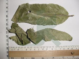 LAGERSTROEMIA SPECIOSA EXTRACT (Banaba Leaves extract)
