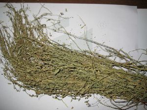 PHYLLANTHUS NIRURI (bhumi amla whole herb)