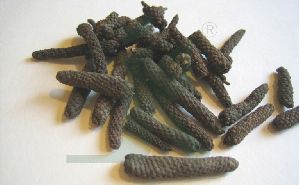 PIPER LONGUM EXTRACT (Indian Long Pepper, Pippali extract)