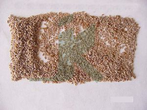 PLANTAGO OVATA (psyllium seeds)