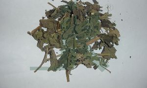 POGOSTEMON PATCHOULI (patchouli leaves)