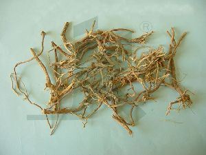 PYRETHRUM INDICUM (Senega Roots)
