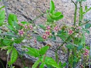 TYLOPHORA INDICA (Emetic Swallow Wort, Antamul)