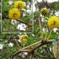 Acacia Arabica Babul Chaal