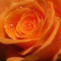 Tropical Orange Rose