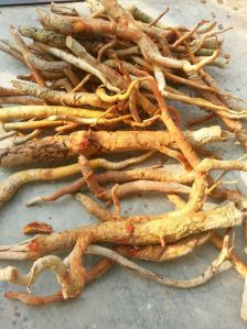 Best Price For Tongkat Ali Root With Good Quality