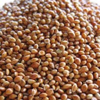 Proso Millet Seeds