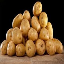 Farm Fresh Potatoes From Holland