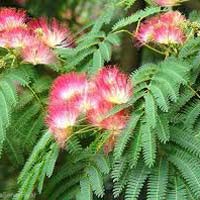 Albizia Amara Flower