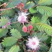 Mimosa Pudica Flower