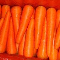 carrot