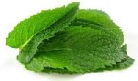 Fresh Country Side Mint Leaves