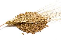 barley seeds