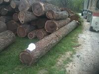 Black Walnut Logs