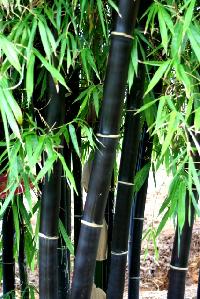 Black Bamboo Plant