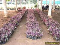 Rhoeo Plant