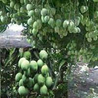 Mango Growth using Paclobutrazol