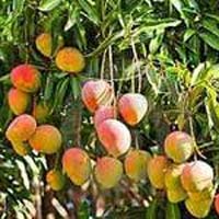 Paclobutrazol for Mangoes