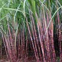 Paclobutrazol for Sugarcanes Growth