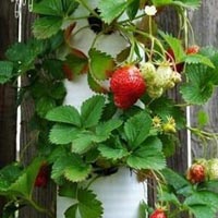 Strawberry Planting
