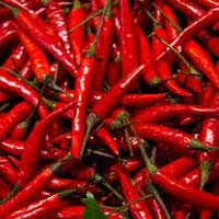 Fresh Red Chilli