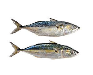 indian mackerel