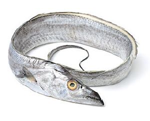 ribbonfish