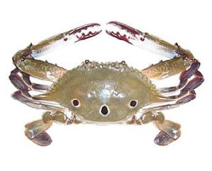 Three-spotted Crab