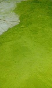 moringa leaf powder,  Packaging Type : Light Green