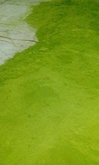 Natural Moringa Leaf Powder
