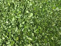 Natural Moringa Leaves Exporters