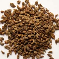 Oregano Seeds