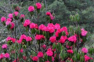 Cultural Hiking Tour Services