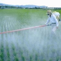 Chemical Fertilizer Spray Service