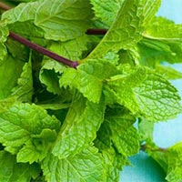 Japanese Mint Leaves