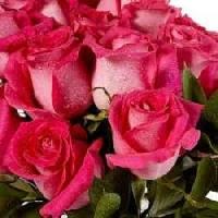 cut flower roses